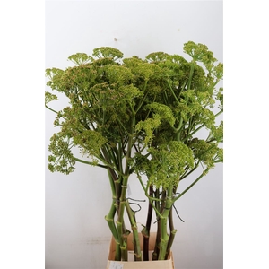 Ferule Seed 150cm P Stem