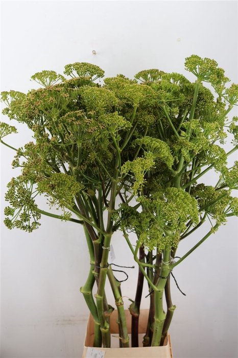 <h4>Ferule Seed 150cm P Stem</h4>