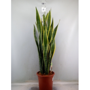 Sansevieria trifa. 'Laurentii'