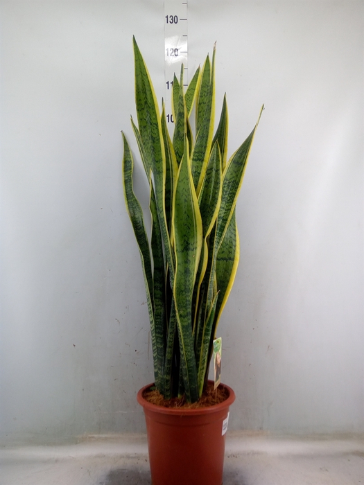 <h4>Sansevieria trifa. 'Laurentii'</h4>