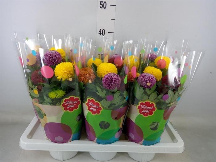 <h4>Chrysanthemum  'FlowPop'   ...mix</h4>