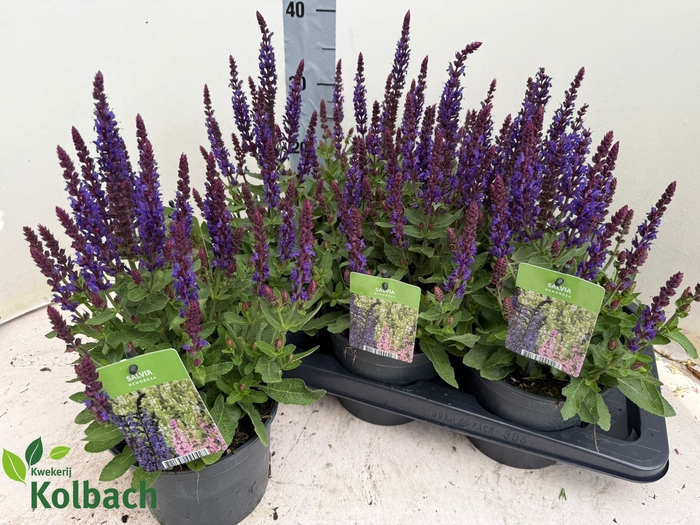 <h4>SALVIA NEMOROSA</h4>