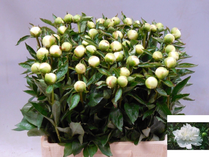 <h4>PAEO L DUCHES D NEMO</h4>