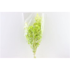 Dried Lunaria L Green Bunch Poly