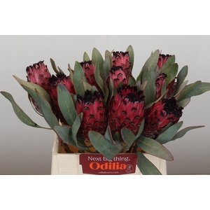 Protea Barbigera Ruby Princess