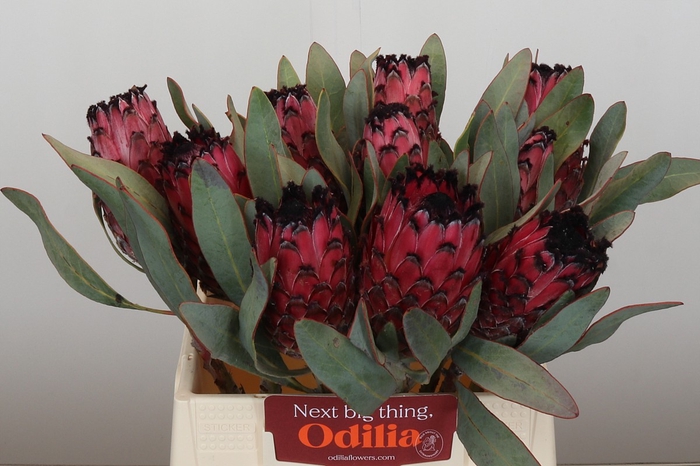 <h4>Protea Barbigera Ruby Princess</h4>