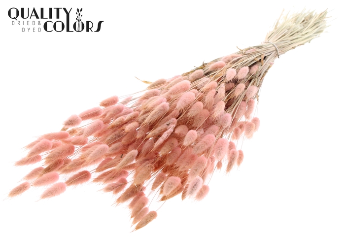 <h4>Lagurus per bunch Light Pink</h4>