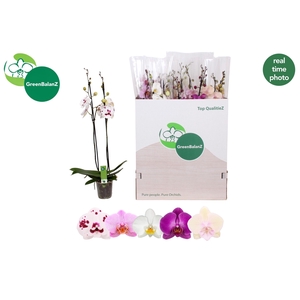 PHAL GEM