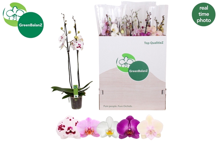 <h4>PHAL GEM 5 KL</h4>