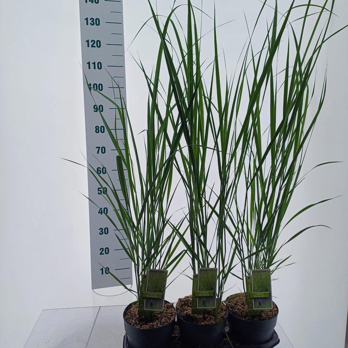 <h4>Panicum virgatum</h4>