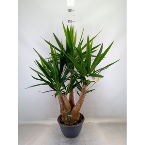 Yucca elephantipes   ...