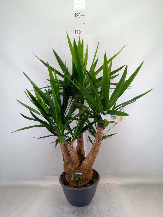 <h4>Yucca elephantipes   ...</h4>