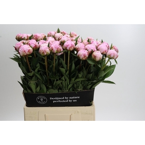 Paeonia Sarah Bernhardt