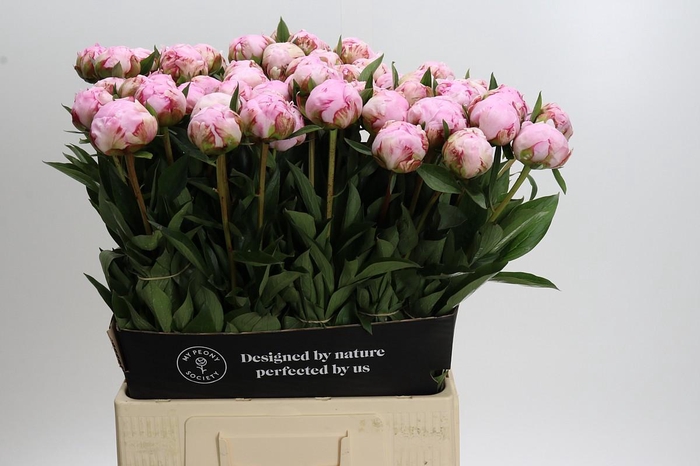 <h4>Paeonia Sarah Bernhardt</h4>