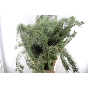 Deco Gr Pinus Alaska (130cm)