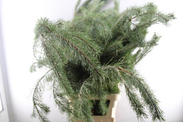 <h4>Deco Gr Pinus Alaska (130cm)</h4>