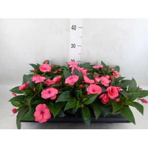 Impatiens NG 'Tamarinda Salmon'