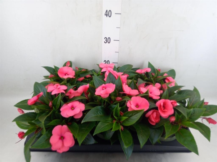 <h4>Impatiens NG 'Tamarinda Salmon'</h4>