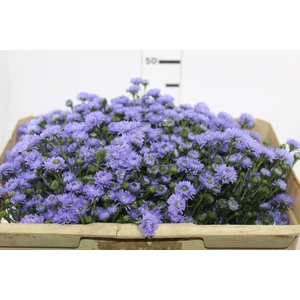 ASTER D. PLUS 050 CM MIN 20 GRAMAS