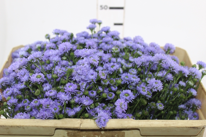 <h4>ASTER D. PLUS 050 CM MIN 20 GRAMAS</h4>