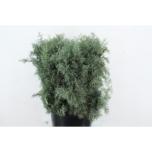 CONIFEER ARIZONICA 500GR