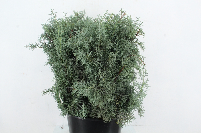 <h4>CUPRESSUS ARIZONICA 500GR</h4>