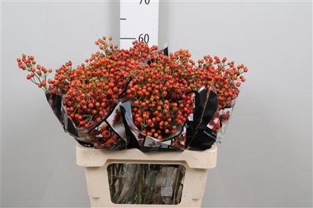 <h4>Rosa Aut Rosefruits</h4>