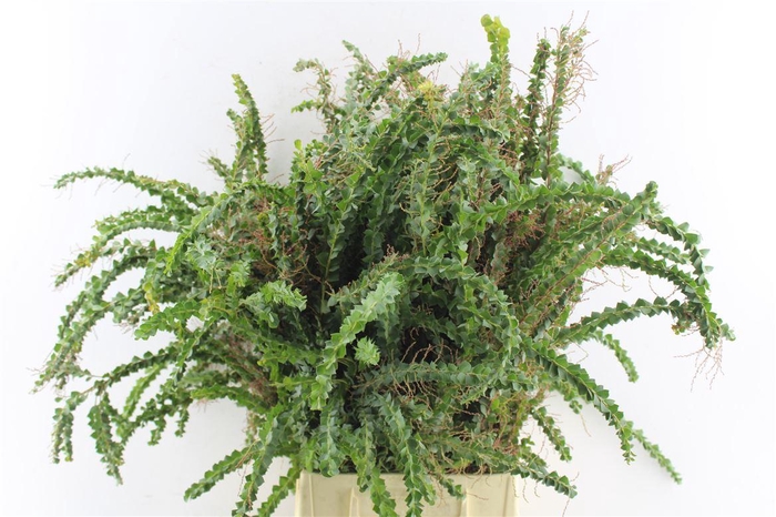 <h4>Acacia St. Elena</h4>