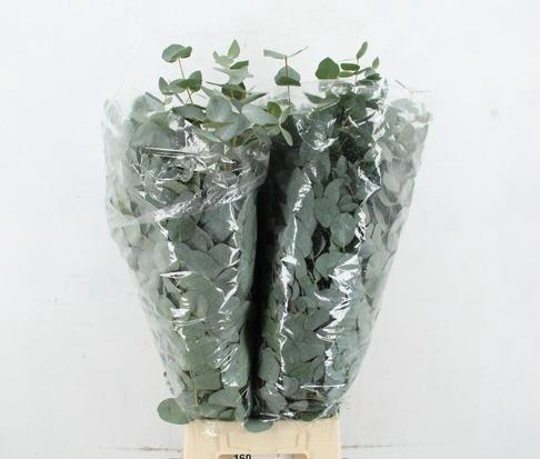 <h4>EUCA CINEREA</h4>