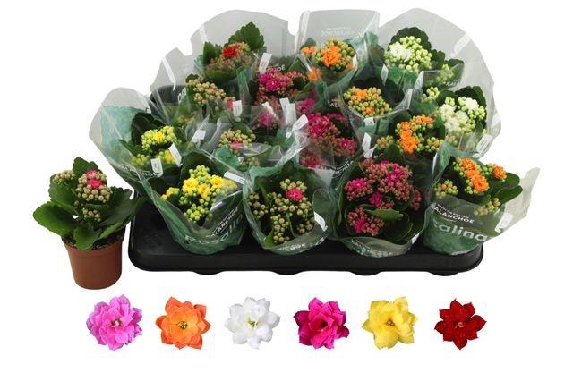 <h4>Kal Ge Ro Gem 6 Kl</h4>