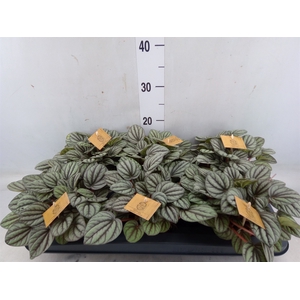 Peperomia