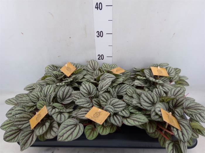 <h4>Peperomia</h4>