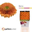 <h4>Ge Gr Pomponi Berra Diamond United</h4>