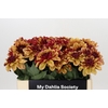 Dahlia Creme de Cognac