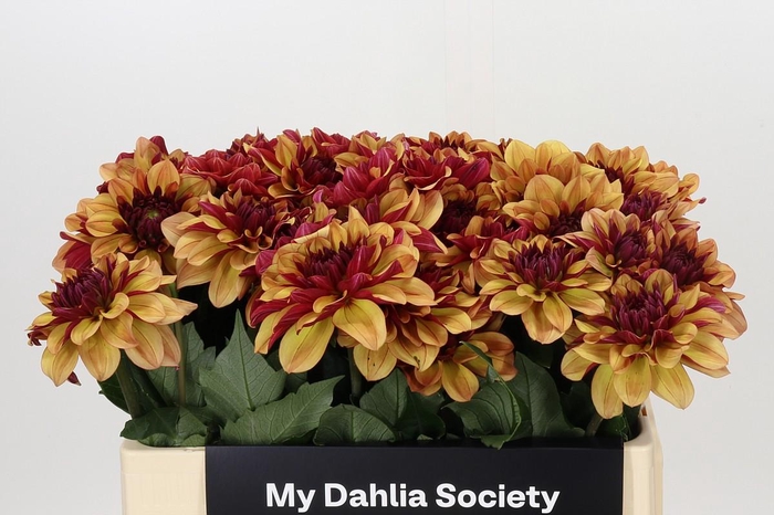 <h4>Dahlia Creme de Cognac</h4>
