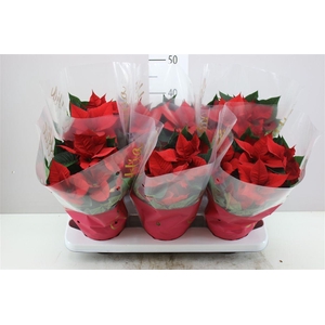 Euphorbia P Christmas Eve