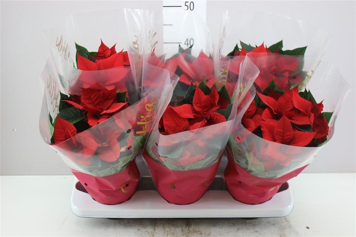 <h4>Euphorbia P Christmas Eve</h4>