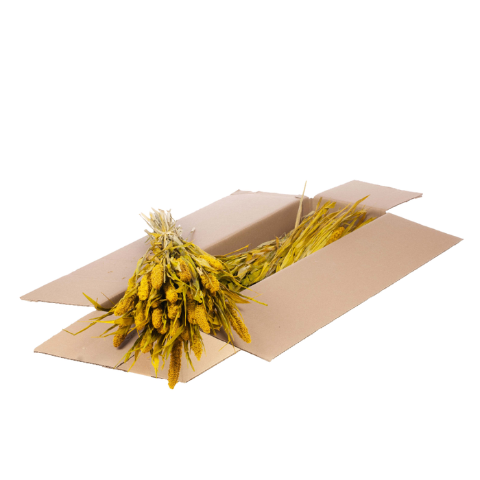 <h4>Setarea Italica Sb Yellow</h4>