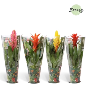 Bromelia Cupcake Jungle