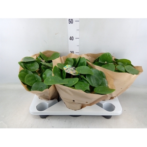 Pilea peperomoides