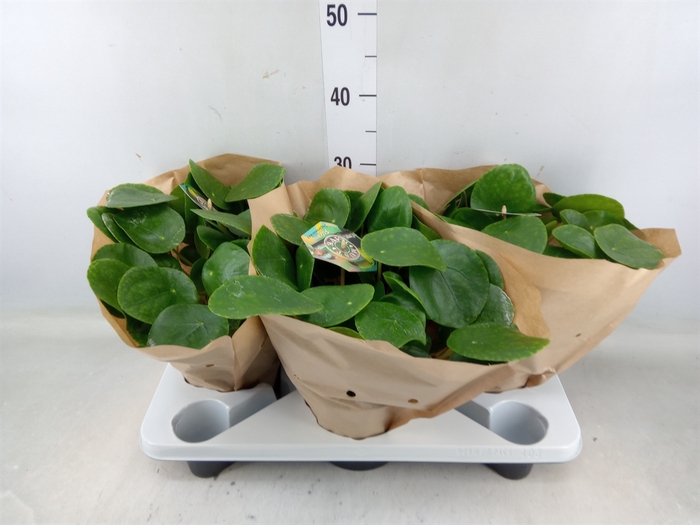 <h4>Pilea peperomoides</h4>