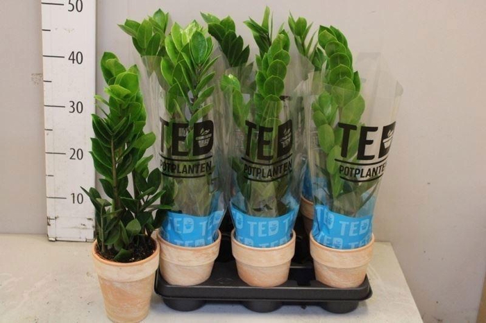 <h4>ZAMIO ZAMIIFOLIA</h4>