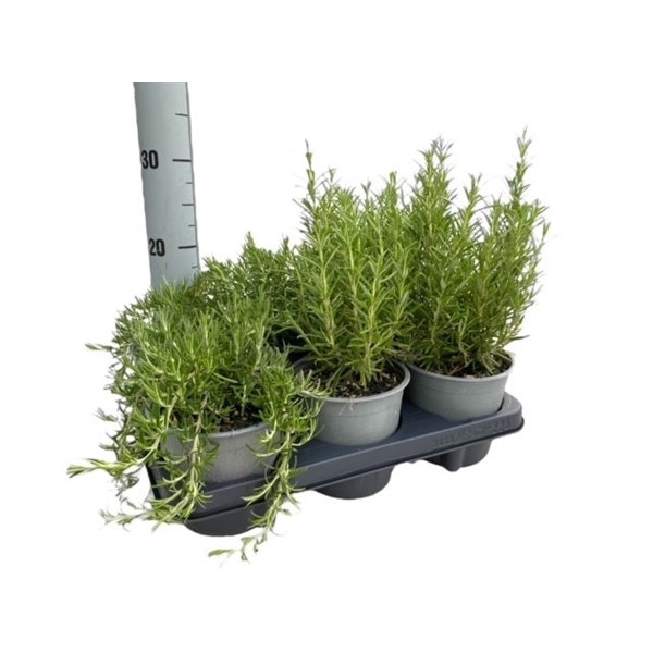 <h4>Rosmarinus Gemengd</h4>