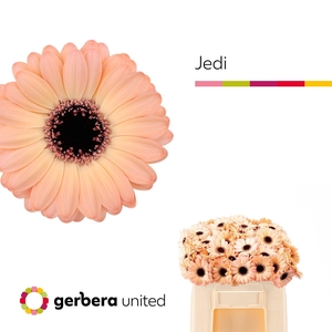 GERMINI JEDI GE MI JEDI