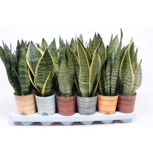 Sansevieria mix in Rough & Tough cup