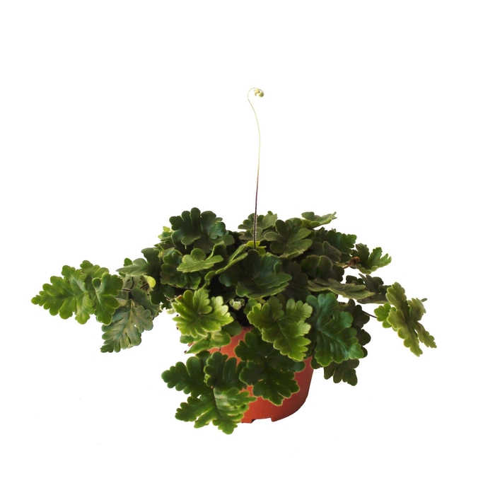 <h4>Doryopteris Cordata (Antennevaren)</h4>