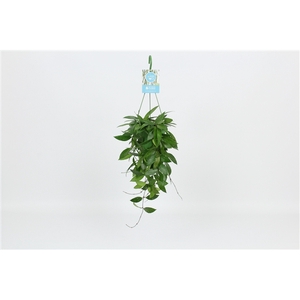 HangonGreen Hoya Memoria Gracilis 14 cm