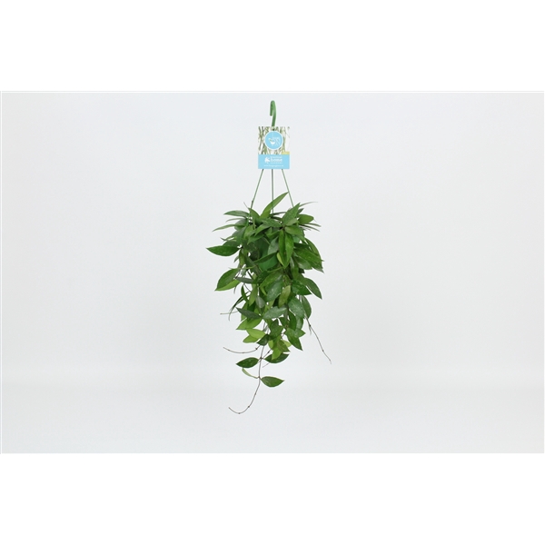 <h4>HangonGreen Hoya Memoria Gracilis 14 cm</h4>