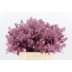 Skimmia Kl Bh Metal Roze