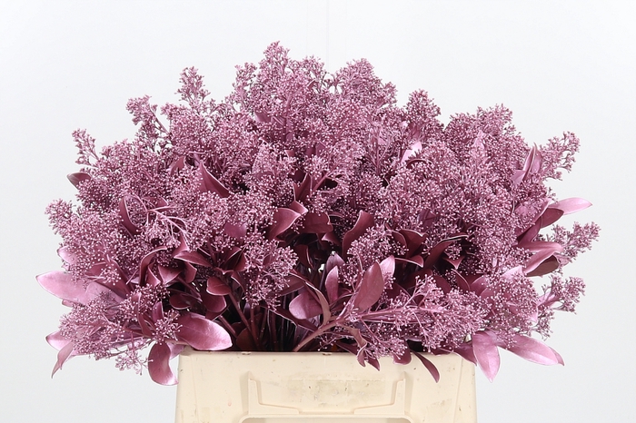 <h4>Skimmia Kl Bh Metal Roze</h4>